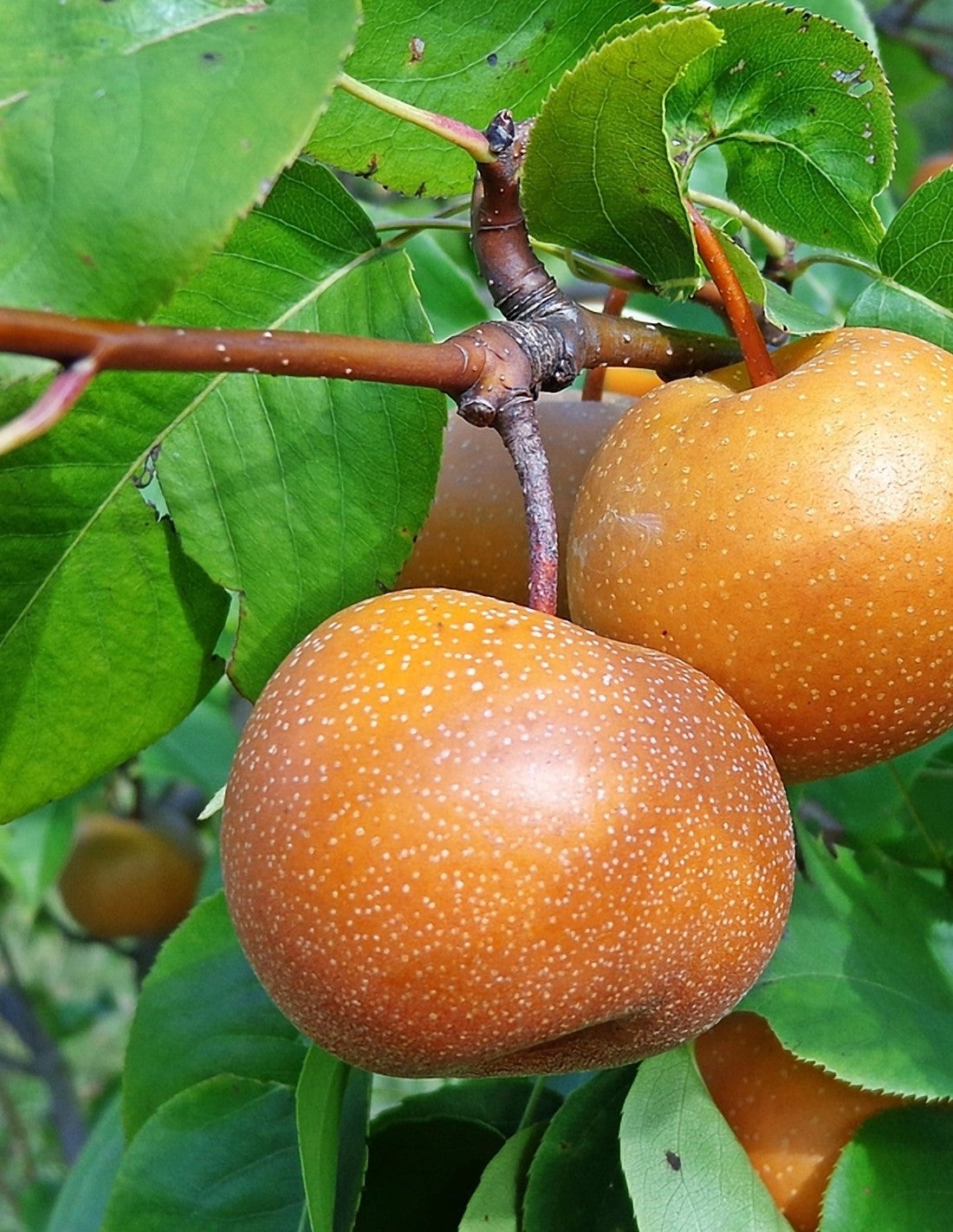 Nashi-Birnen – Kopfnote von Panama Rosso